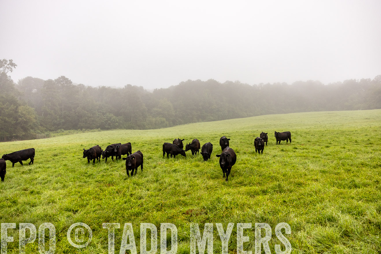 TMyers_PP_SleepyCreekFarm_Forsyth_July2024-514117