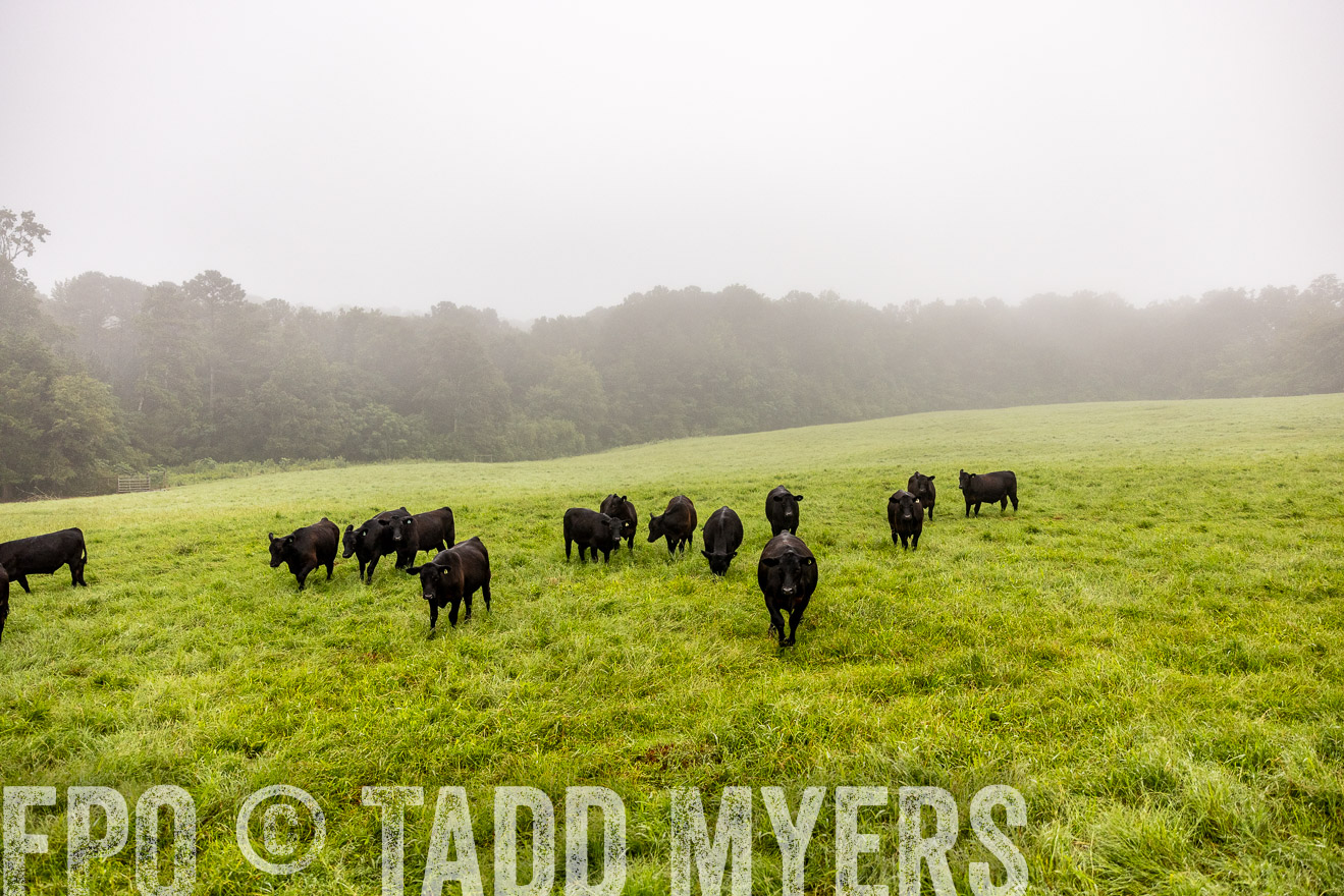 TMyers_PP_SleepyCreekFarm_Forsyth_July2024-514123