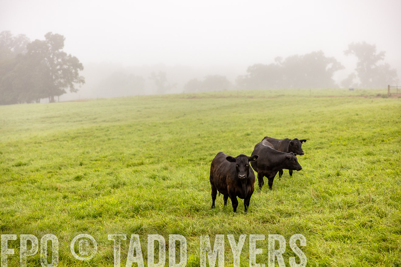 TMyers_PP_SleepyCreekFarm_Forsyth_July2024-514133