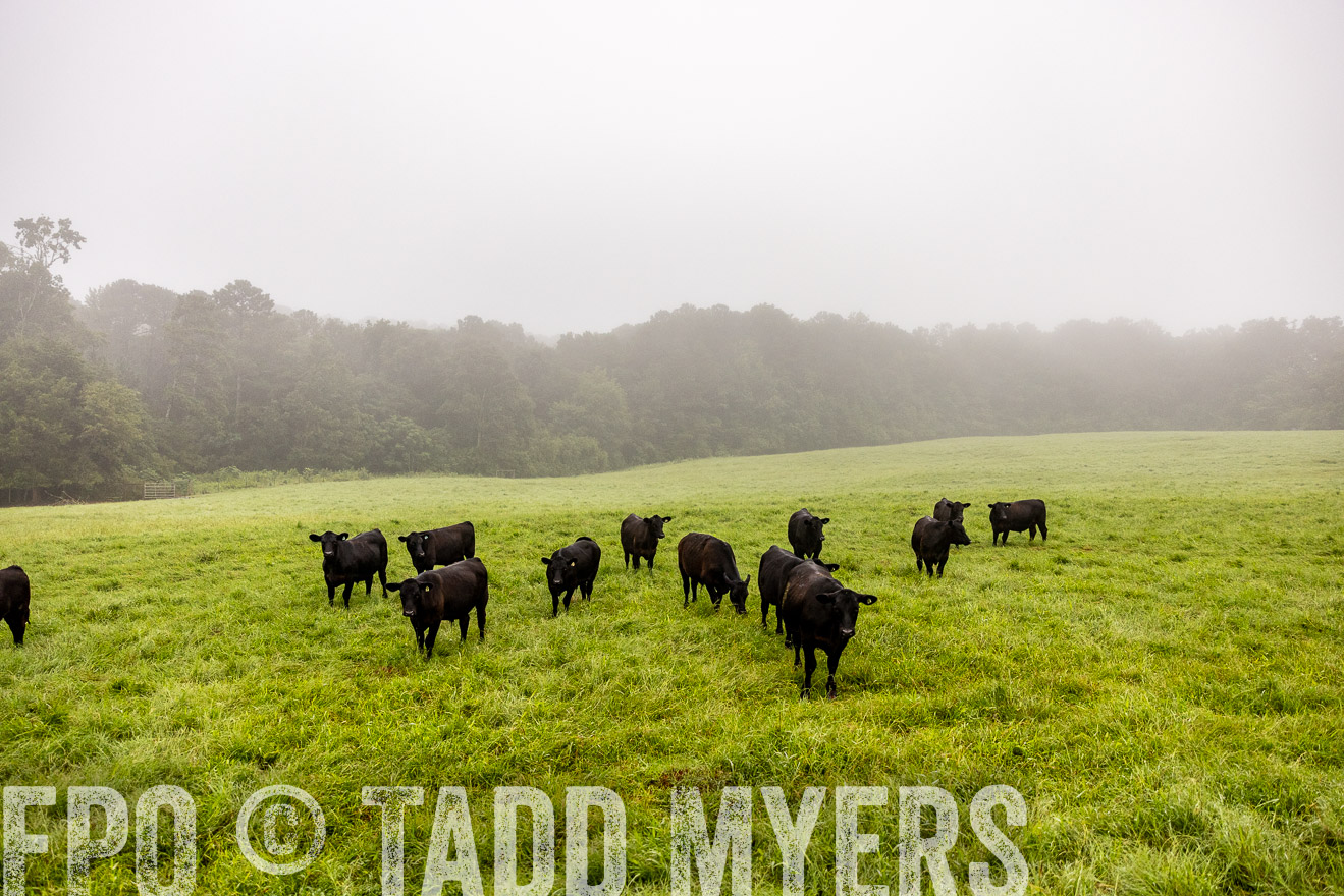 TMyers_PP_SleepyCreekFarm_Forsyth_July2024-514137