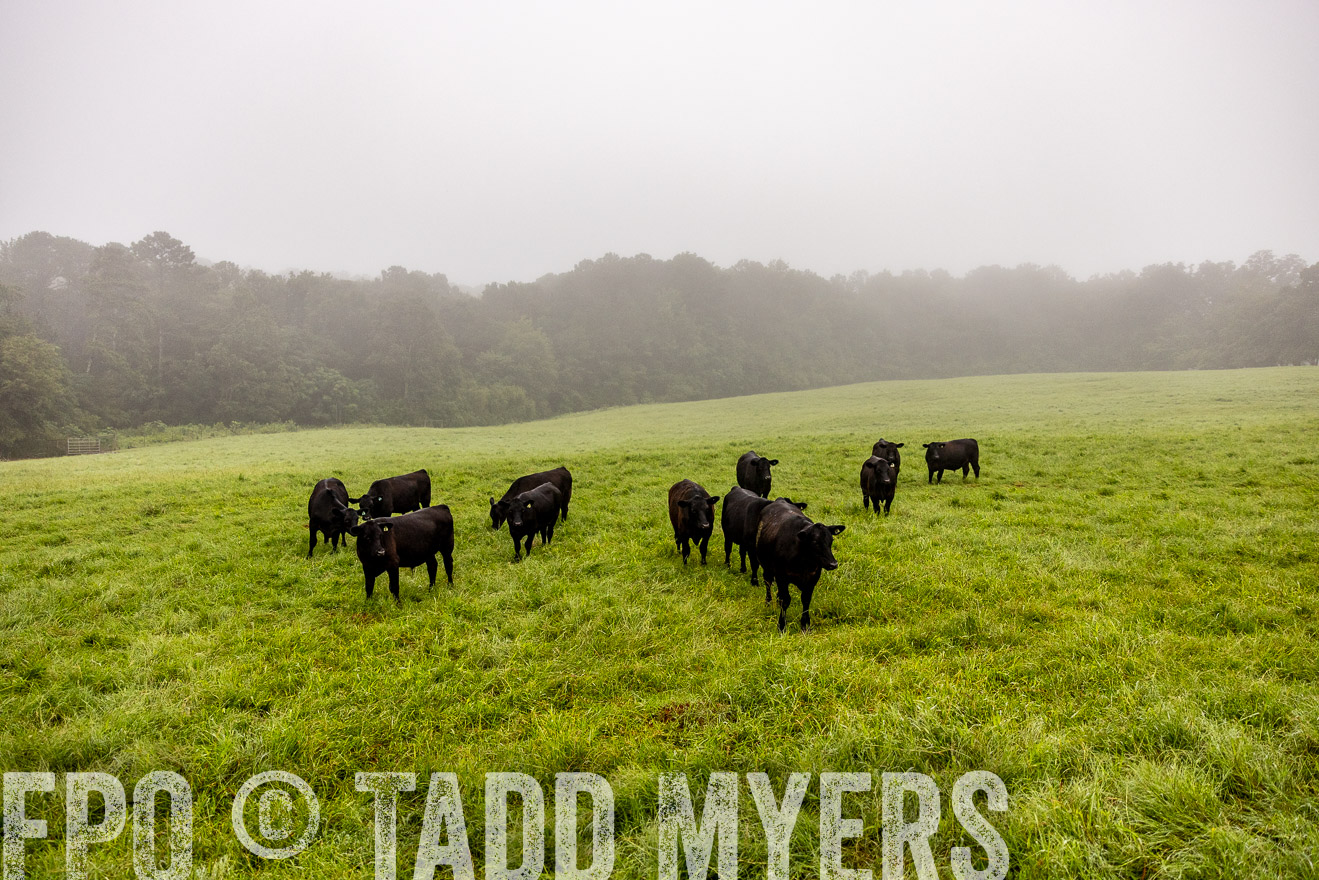 TMyers_PP_SleepyCreekFarm_Forsyth_July2024-514145