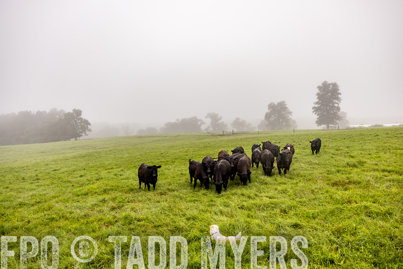 TMyers_PP_SleepyCreekFarm_Forsyth_July2024-514153