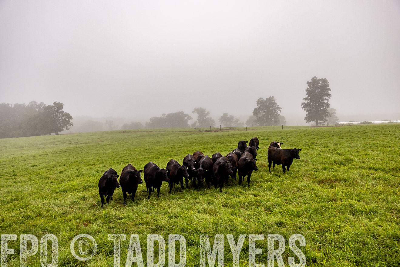 TMyers_PP_SleepyCreekFarm_Forsyth_July2024-514180