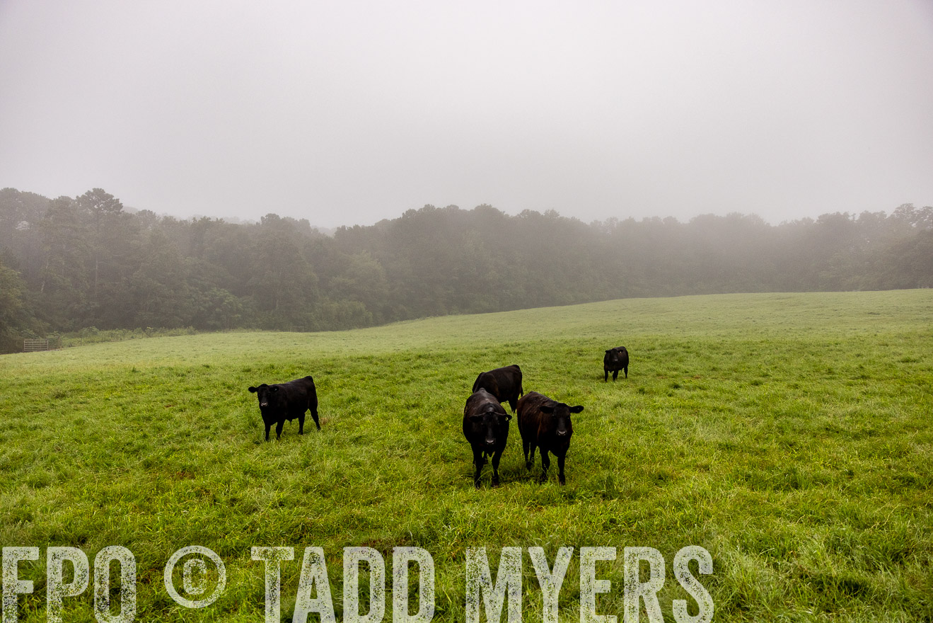 TMyers_PP_SleepyCreekFarm_Forsyth_July2024-514186