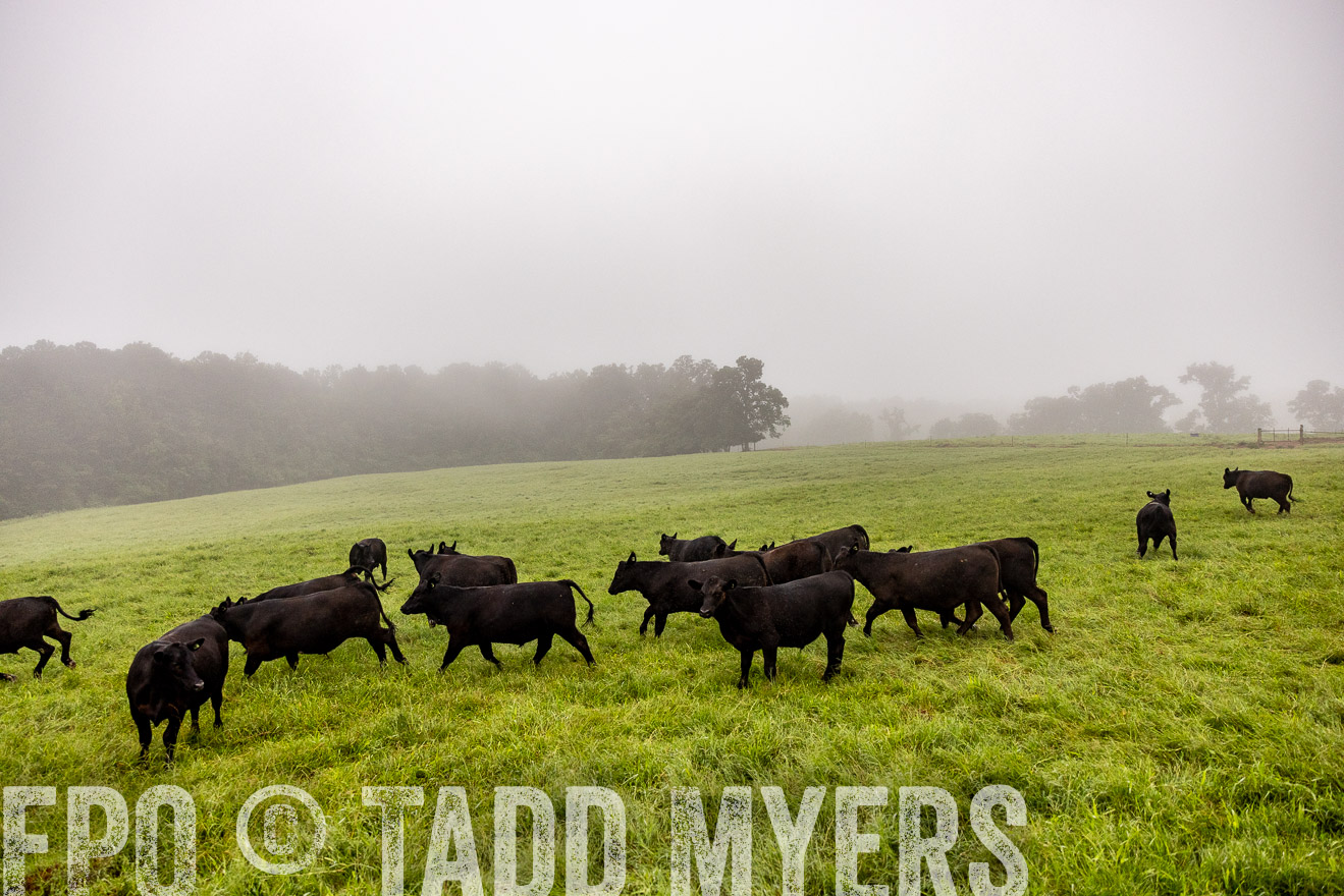 TMyers_PP_SleepyCreekFarm_Forsyth_July2024-514212