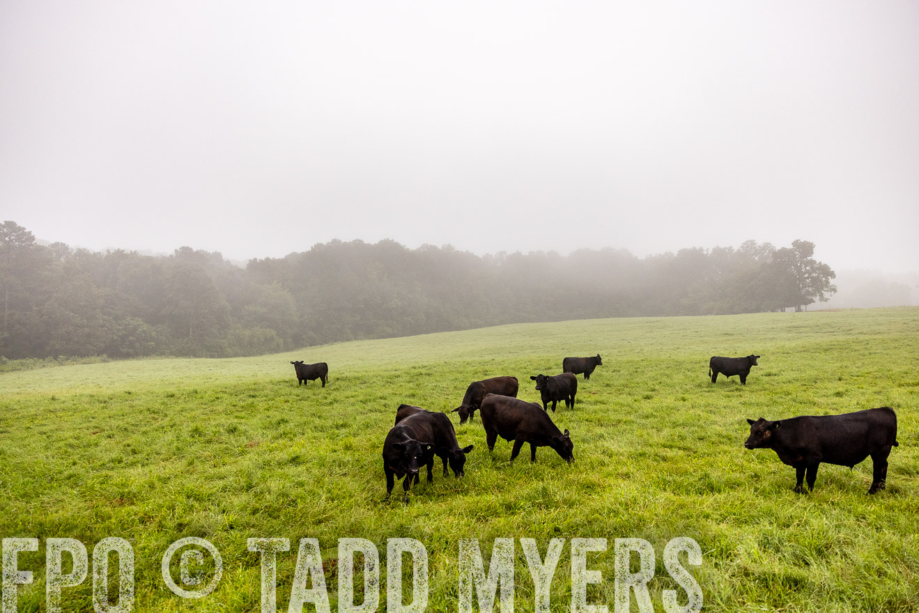 TMyers_PP_SleepyCreekFarm_Forsyth_July2024-514231