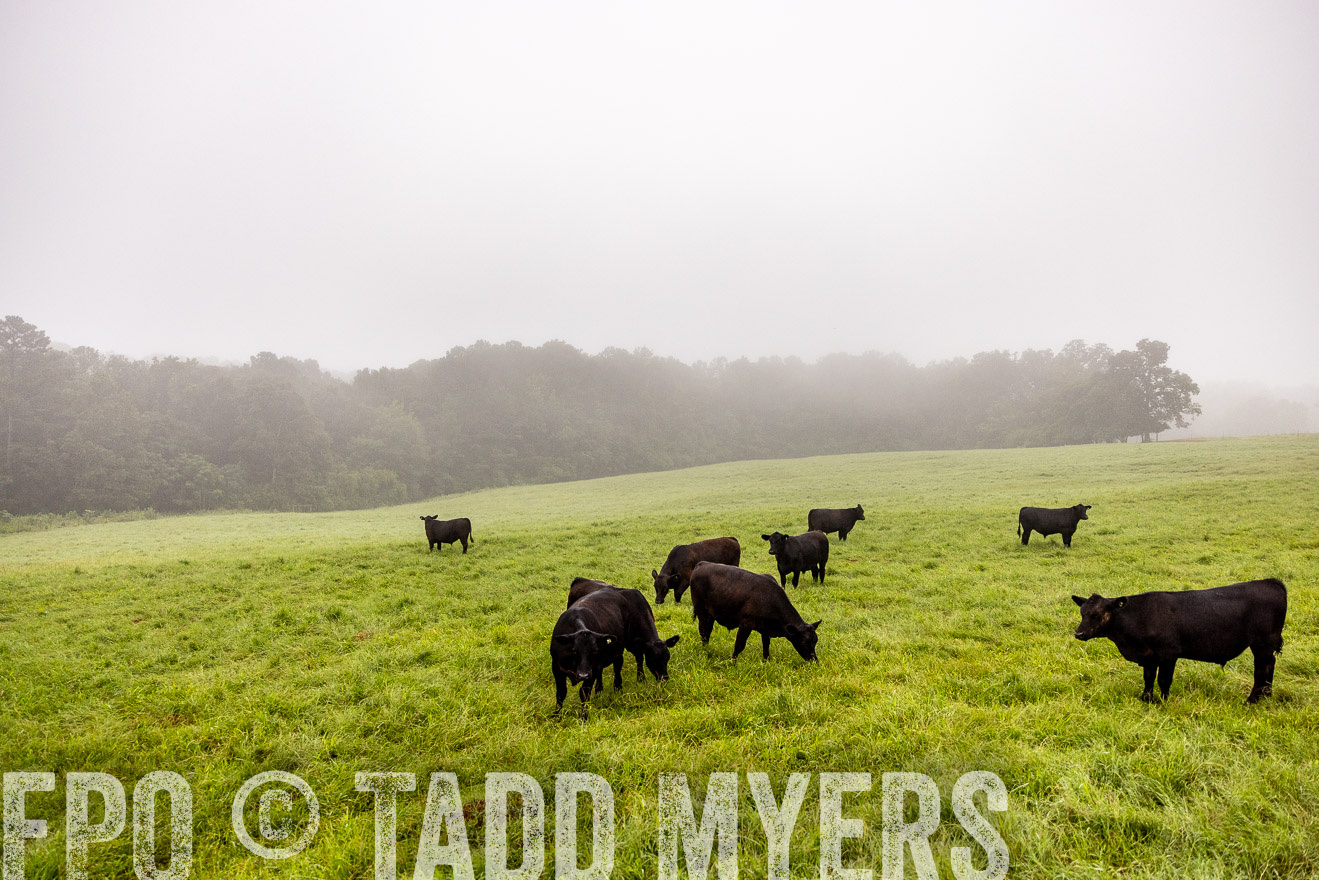 TMyers_PP_SleepyCreekFarm_Forsyth_July2024-514234