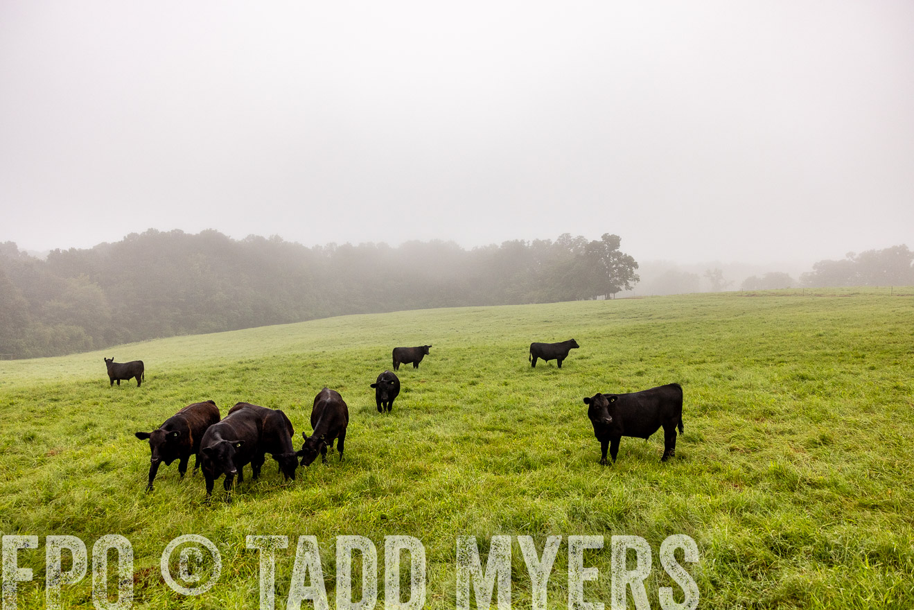TMyers_PP_SleepyCreekFarm_Forsyth_July2024-514252