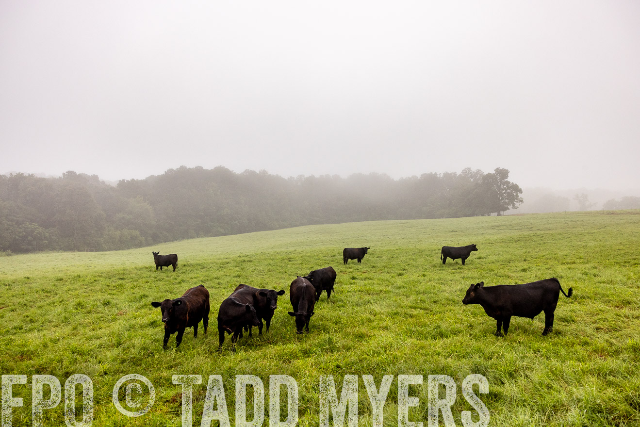 TMyers_PP_SleepyCreekFarm_Forsyth_July2024-514259