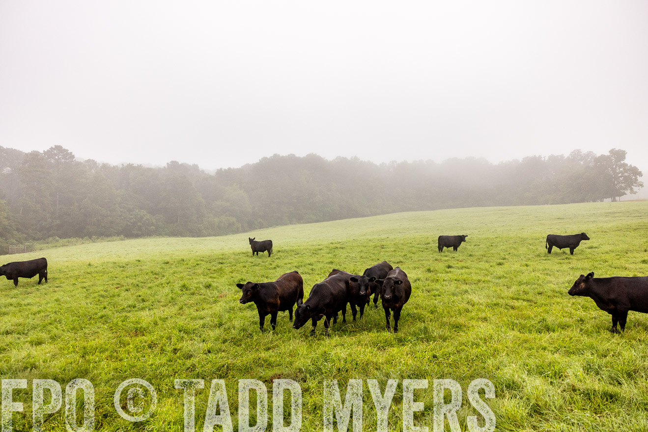 TMyers_PP_SleepyCreekFarm_Forsyth_July2024-514274