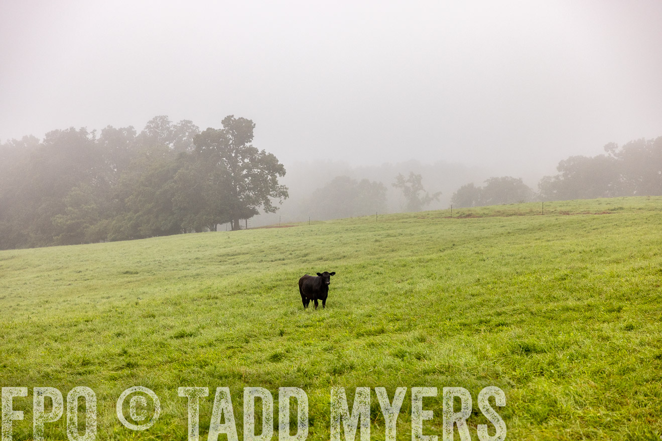 TMyers_PP_SleepyCreekFarm_Forsyth_July2024-514295