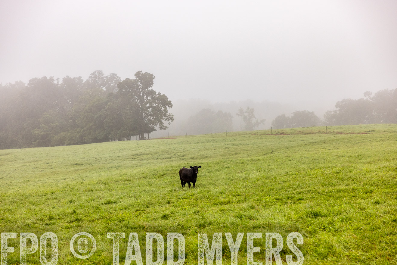 TMyers_PP_SleepyCreekFarm_Forsyth_July2024-514299