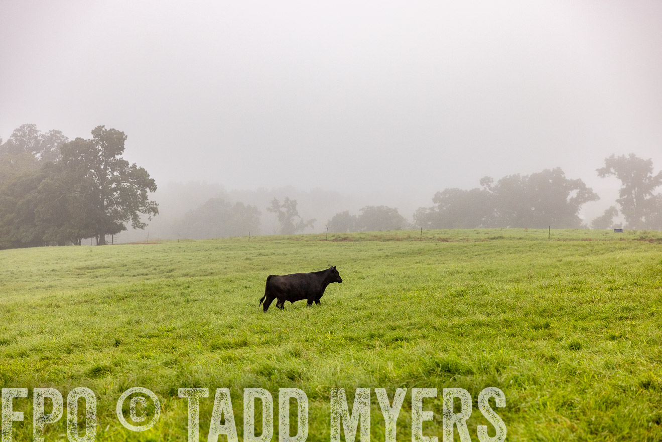 TMyers_PP_SleepyCreekFarm_Forsyth_July2024-514303