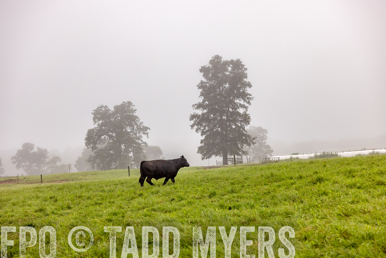 TMyers_PP_SleepyCreekFarm_Forsyth_July2024-514325