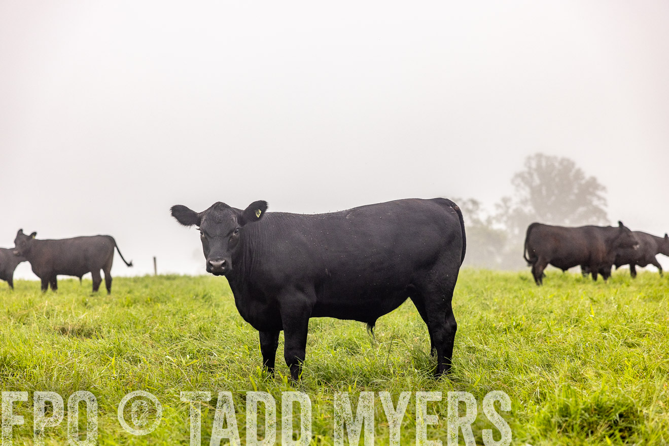 TMyers_PP_SleepyCreekFarm_Forsyth_July2024-514358