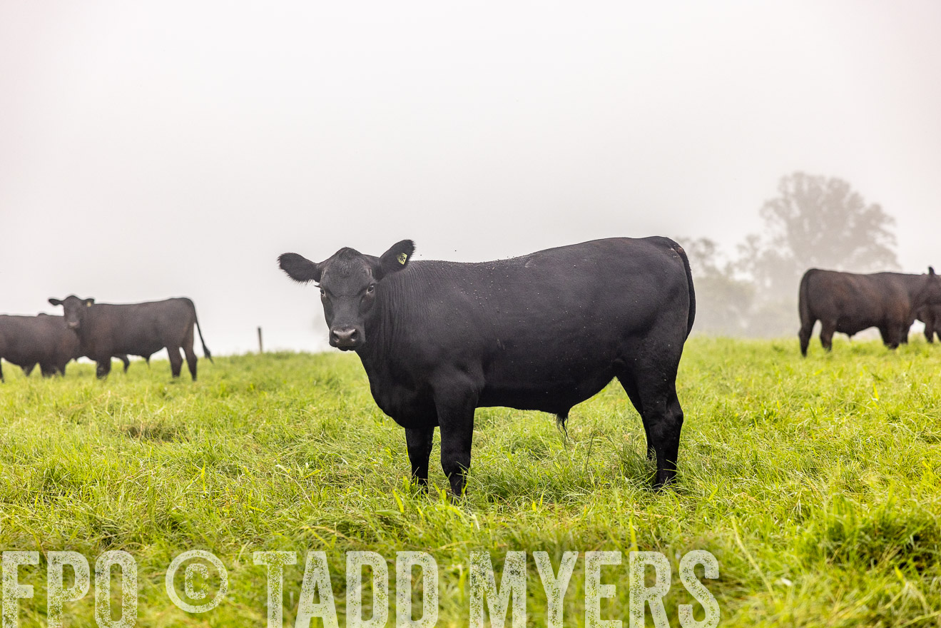 TMyers_PP_SleepyCreekFarm_Forsyth_July2024-514361