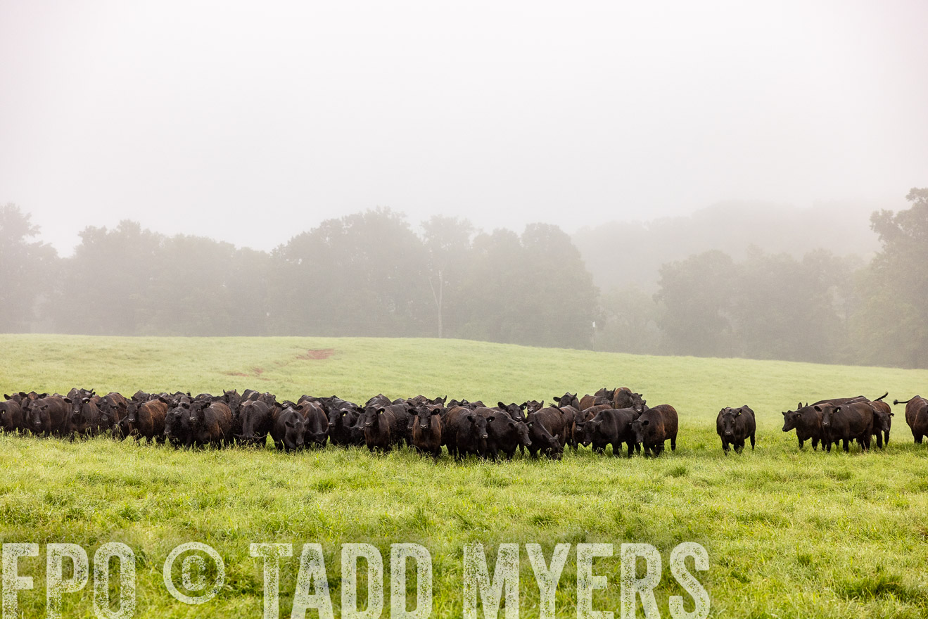 TMyers_PP_SleepyCreekFarm_Forsyth_July2024-514372