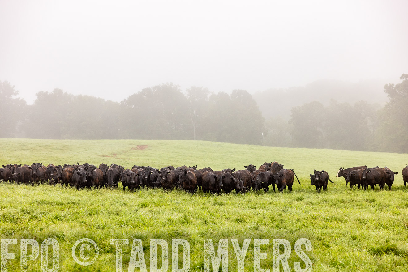 TMyers_PP_SleepyCreekFarm_Forsyth_July2024-514376