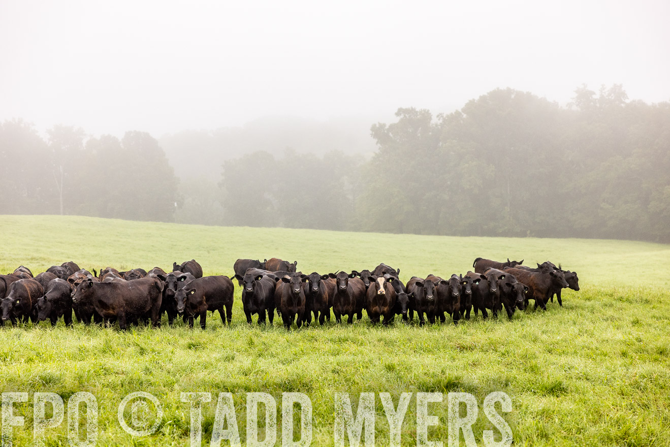 TMyers_PP_SleepyCreekFarm_Forsyth_July2024-514382
