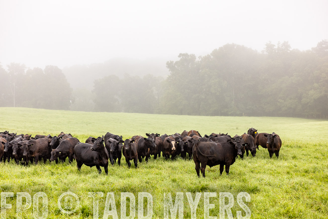 TMyers_PP_SleepyCreekFarm_Forsyth_July2024-514386
