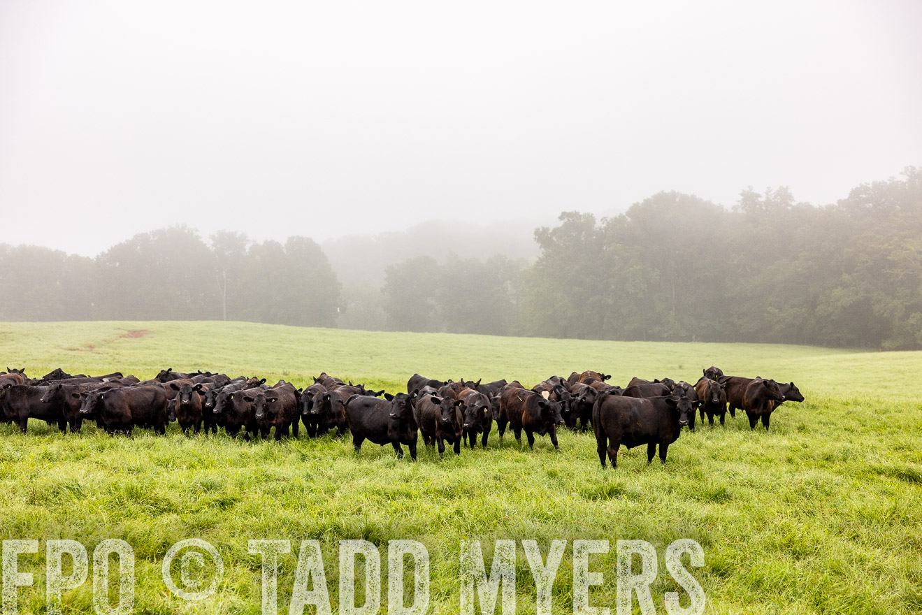TMyers_PP_SleepyCreekFarm_Forsyth_July2024-514388