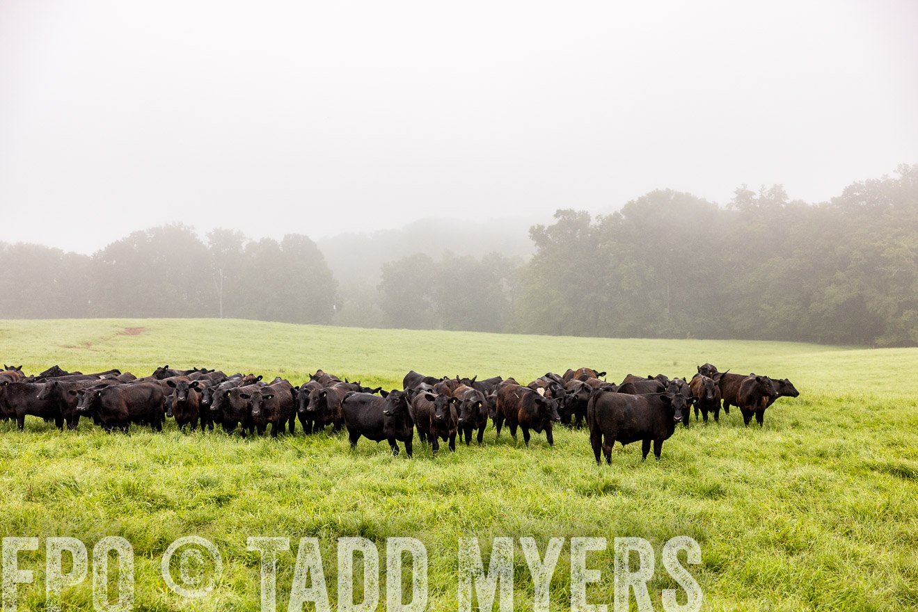 TMyers_PP_SleepyCreekFarm_Forsyth_July2024-514389