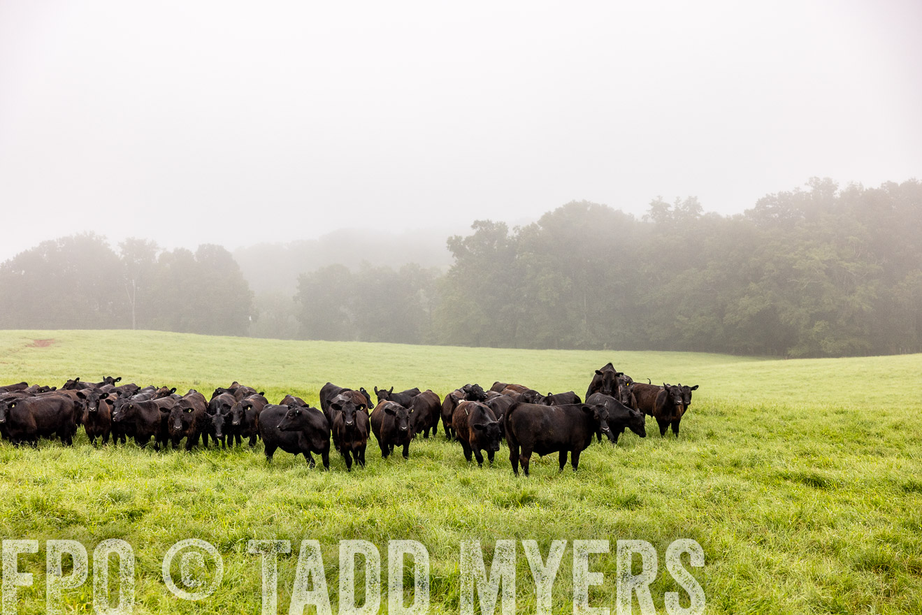TMyers_PP_SleepyCreekFarm_Forsyth_July2024-514394