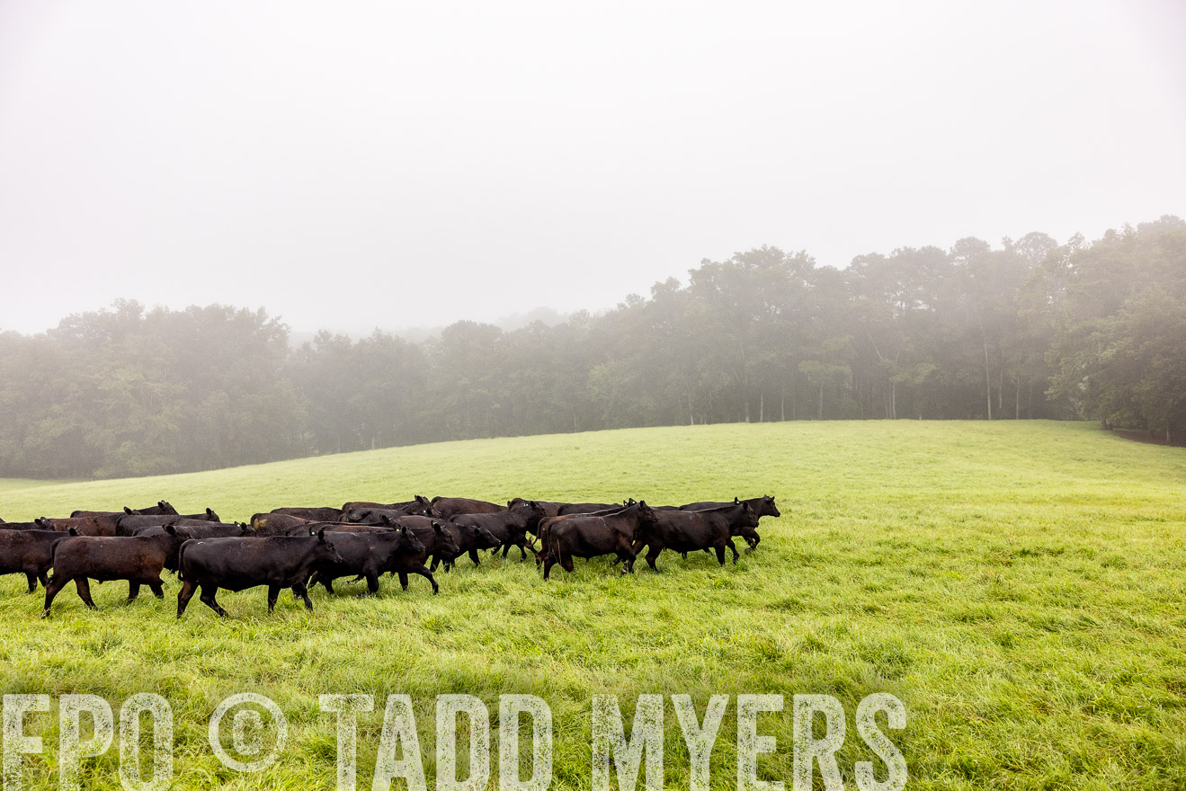 TMyers_PP_SleepyCreekFarm_Forsyth_July2024-514398