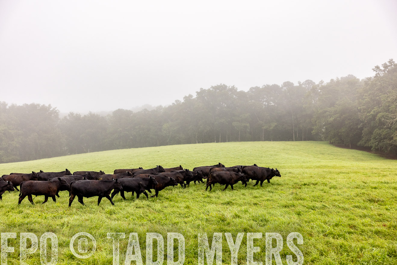 TMyers_PP_SleepyCreekFarm_Forsyth_July2024-514406