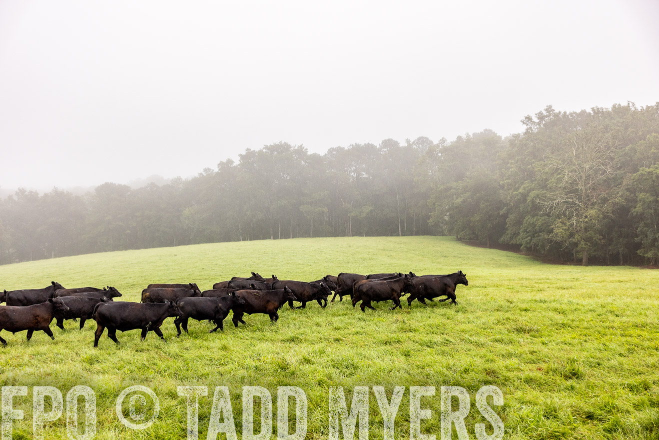 TMyers_PP_SleepyCreekFarm_Forsyth_July2024-514409