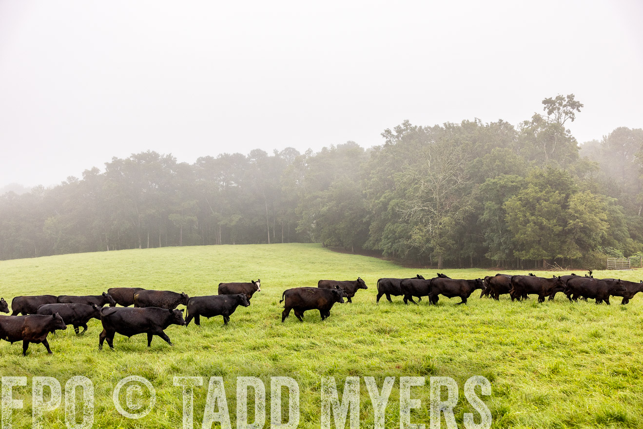 TMyers_PP_SleepyCreekFarm_Forsyth_July2024-514419