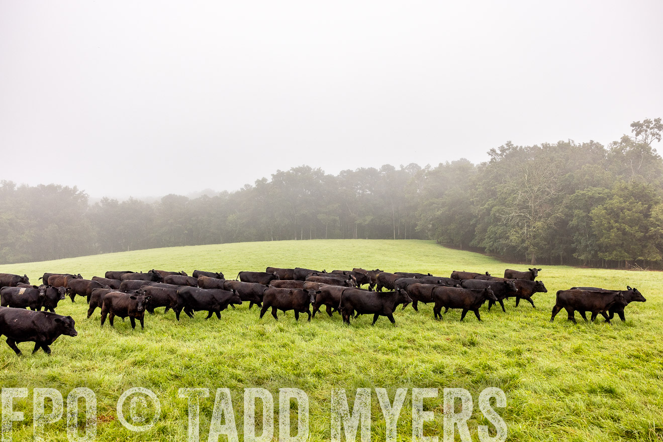 TMyers_PP_SleepyCreekFarm_Forsyth_July2024-514427