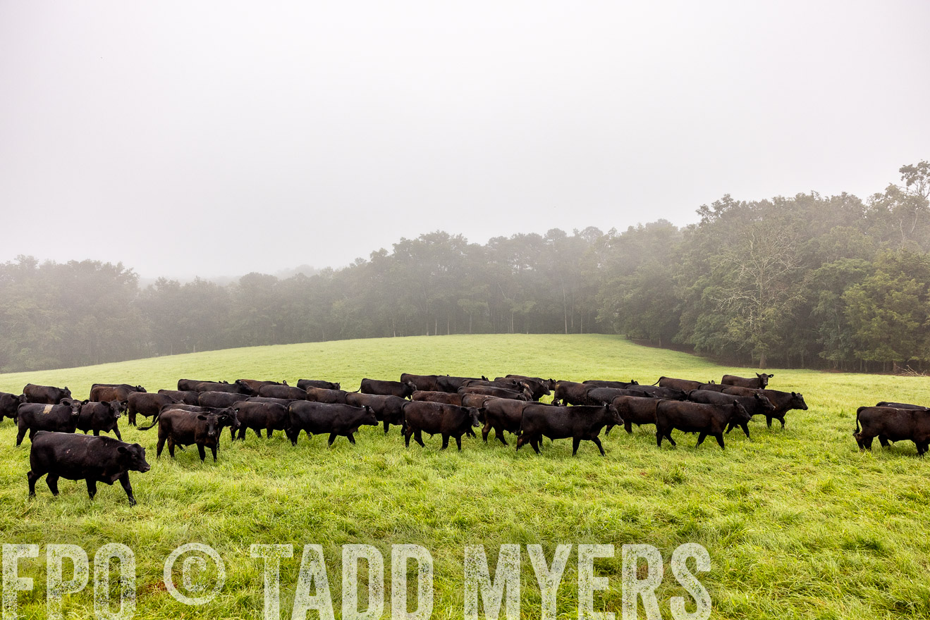 TMyers_PP_SleepyCreekFarm_Forsyth_July2024-514433