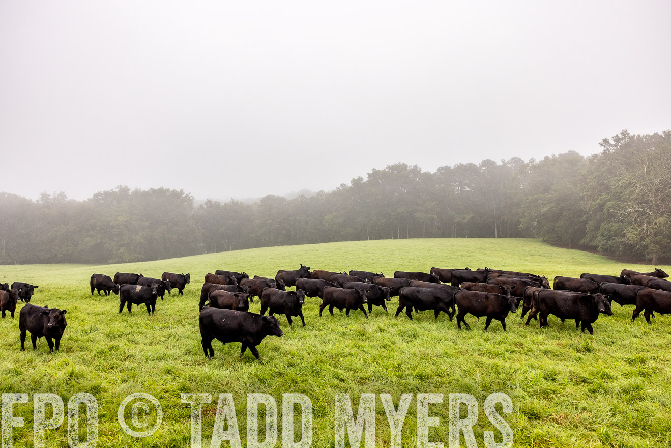 TMyers_PP_SleepyCreekFarm_Forsyth_July2024-514443
