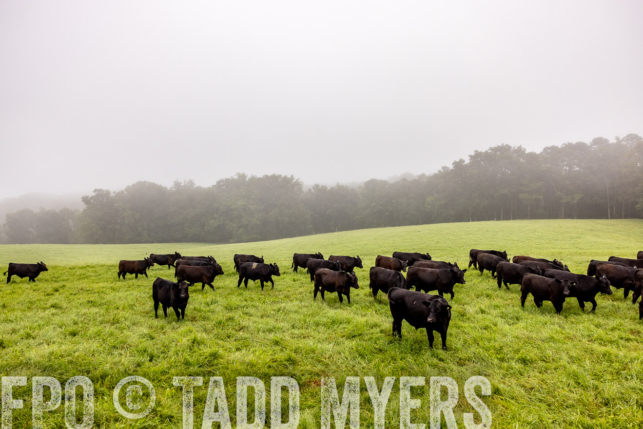 TMyers_PP_SleepyCreekFarm_Forsyth_July2024-514453