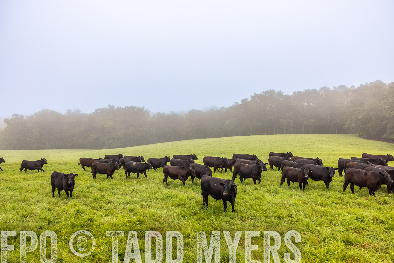 TMyers_PP_SleepyCreekFarm_Forsyth_July2024-514460