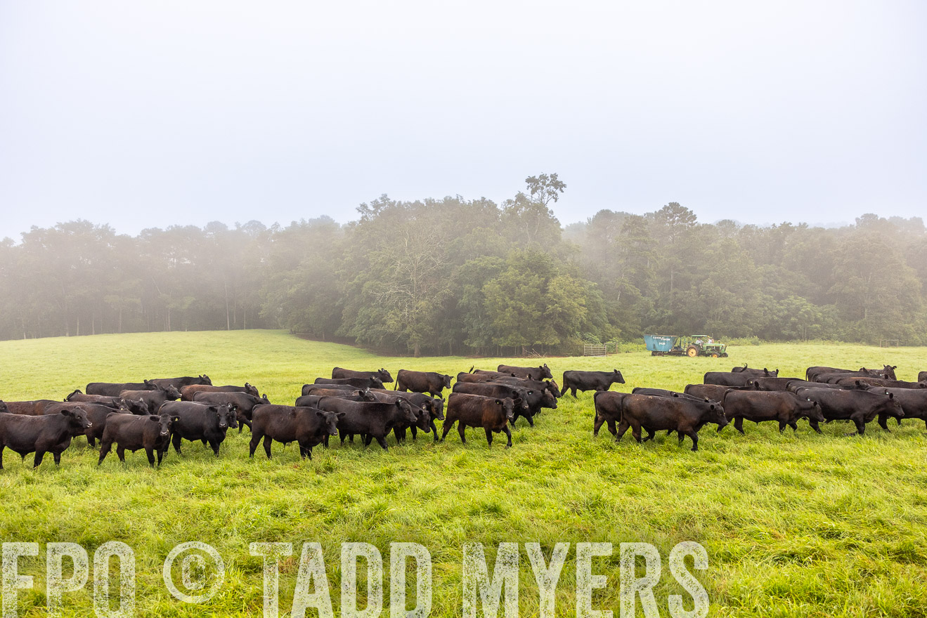 TMyers_PP_SleepyCreekFarm_Forsyth_July2024-514464