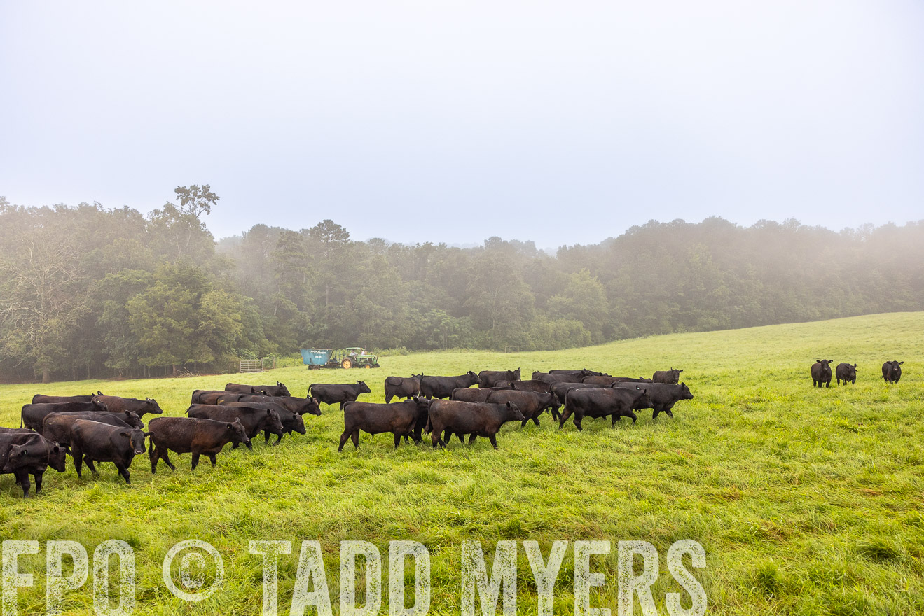 TMyers_PP_SleepyCreekFarm_Forsyth_July2024-514475