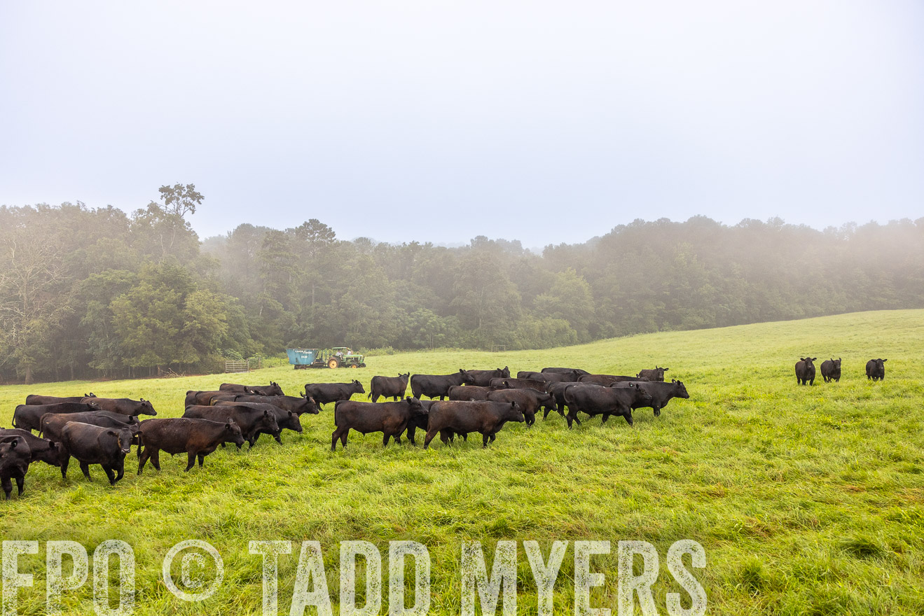 TMyers_PP_SleepyCreekFarm_Forsyth_July2024-514478