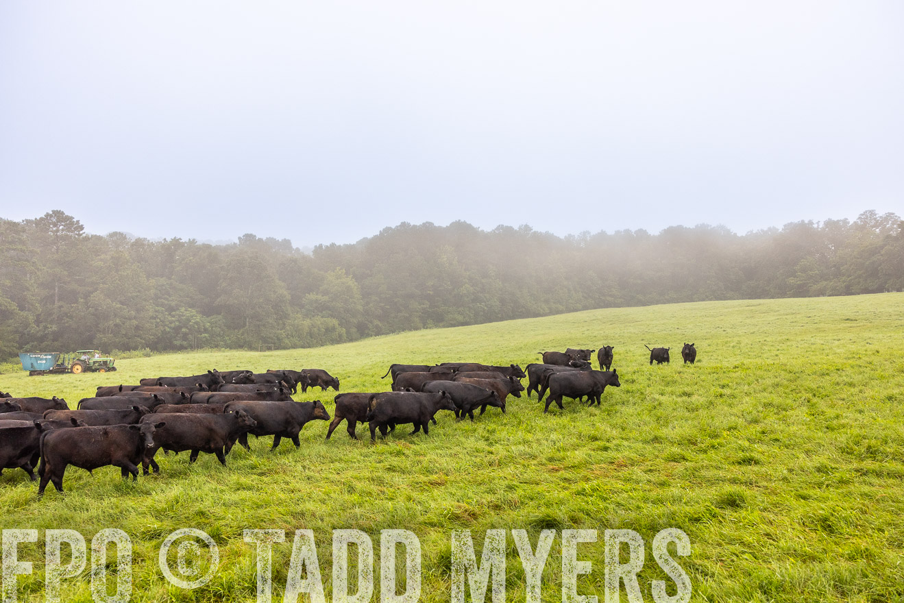TMyers_PP_SleepyCreekFarm_Forsyth_July2024-514485