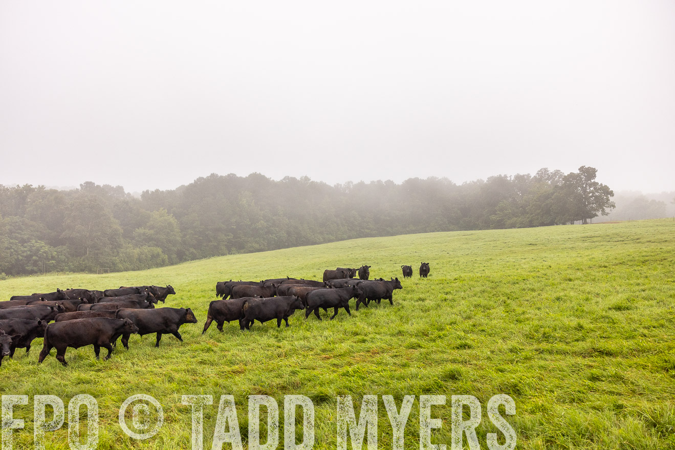 TMyers_PP_SleepyCreekFarm_Forsyth_July2024-514488