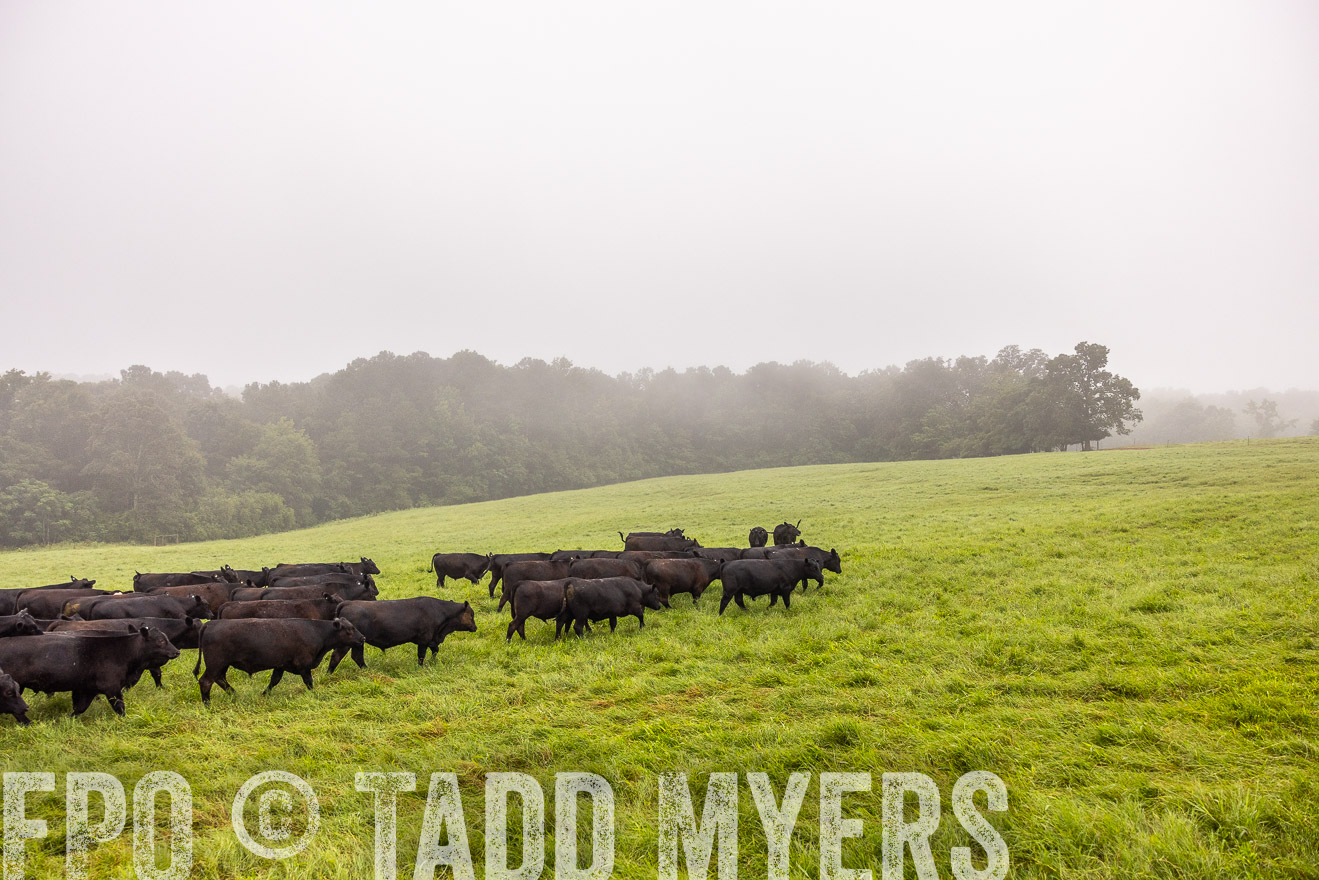 TMyers_PP_SleepyCreekFarm_Forsyth_July2024-514494