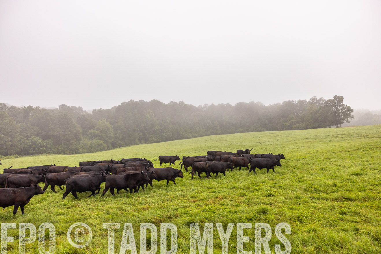 TMyers_PP_SleepyCreekFarm_Forsyth_July2024-514498