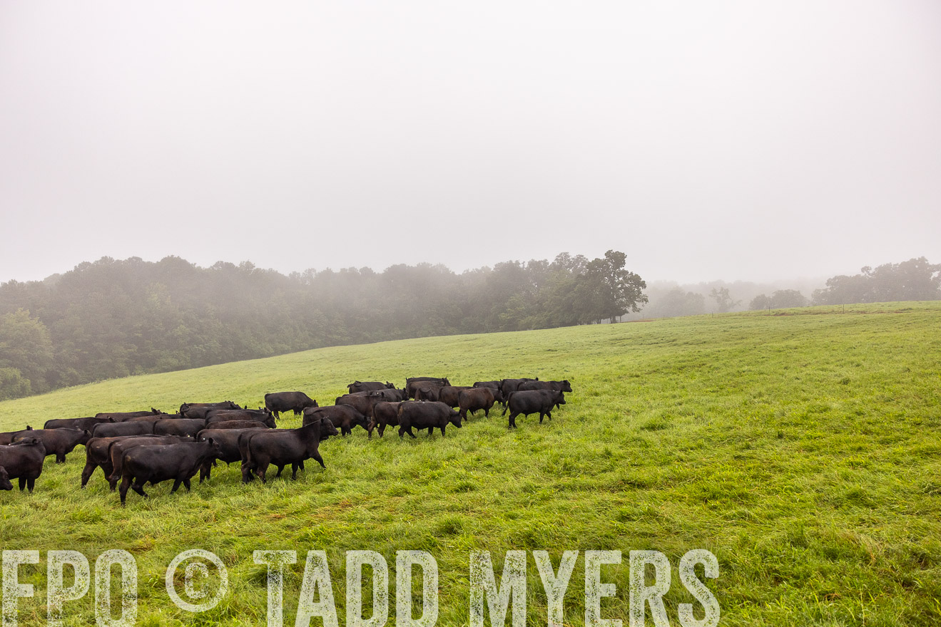 TMyers_PP_SleepyCreekFarm_Forsyth_July2024-514504