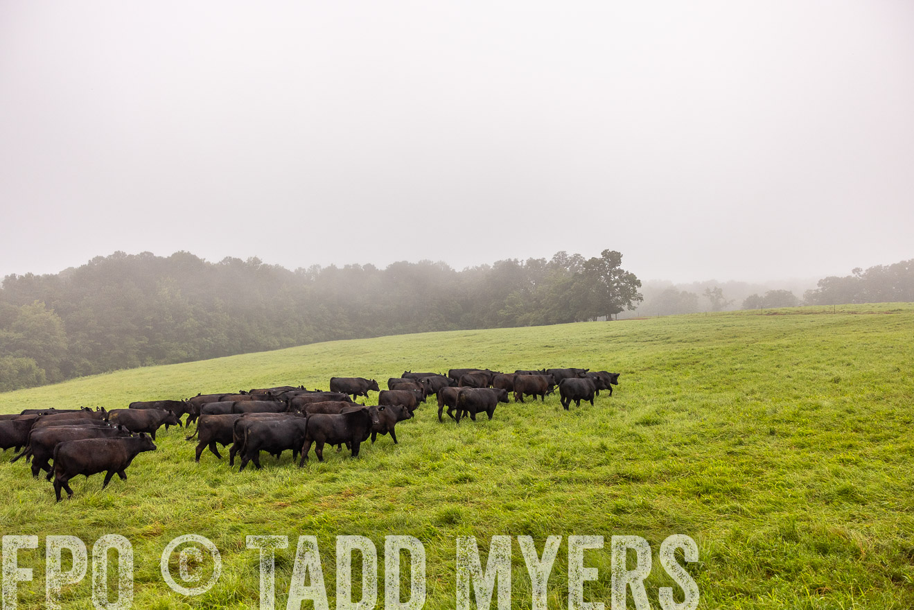 TMyers_PP_SleepyCreekFarm_Forsyth_July2024-514510