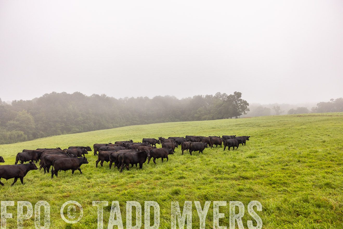 TMyers_PP_SleepyCreekFarm_Forsyth_July2024-514516
