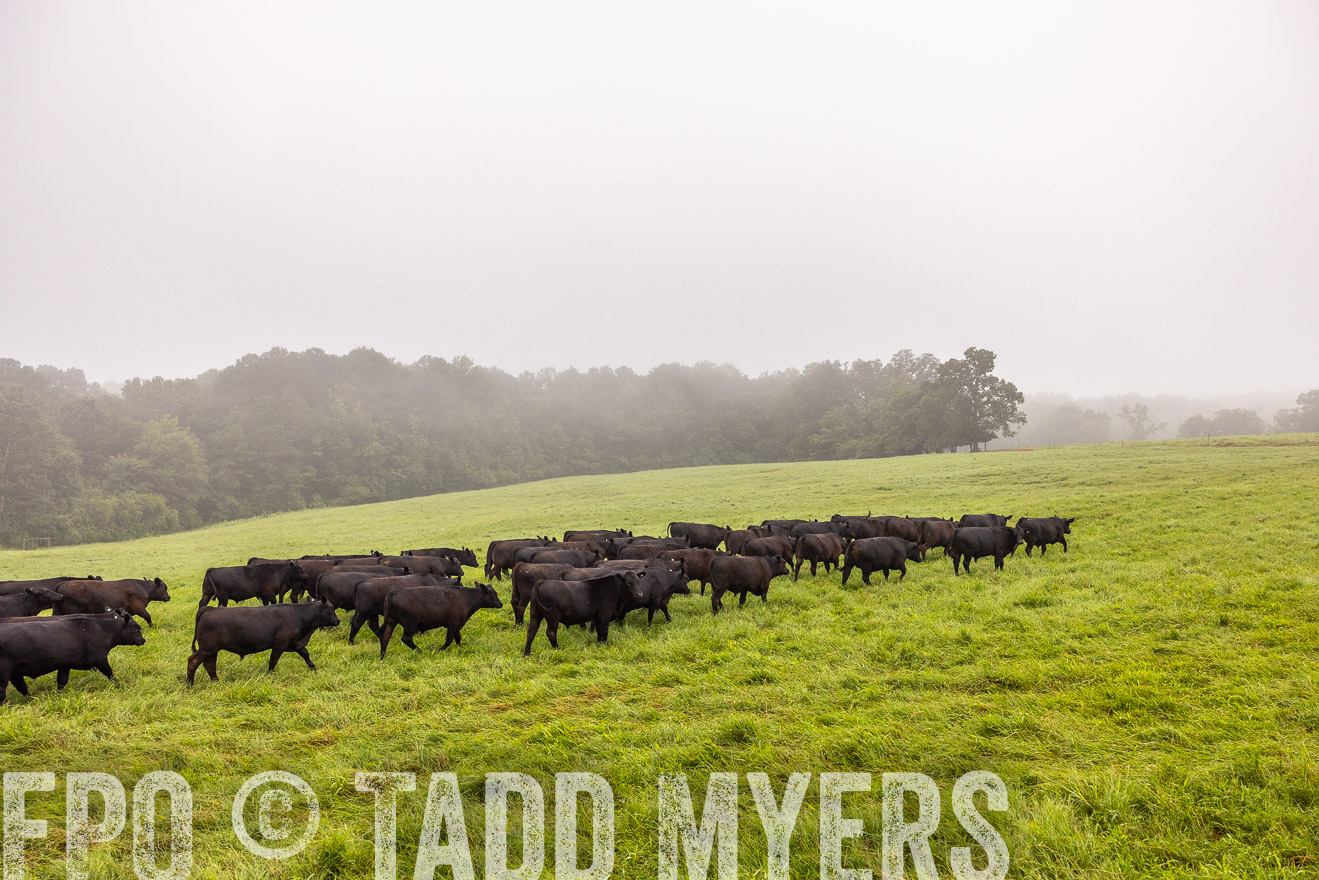 TMyers_PP_SleepyCreekFarm_Forsyth_July2024-514521