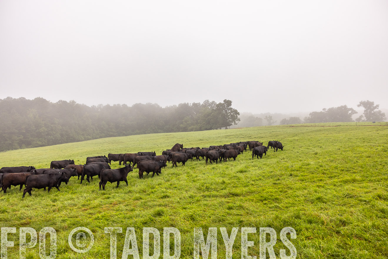 TMyers_PP_SleepyCreekFarm_Forsyth_July2024-514523