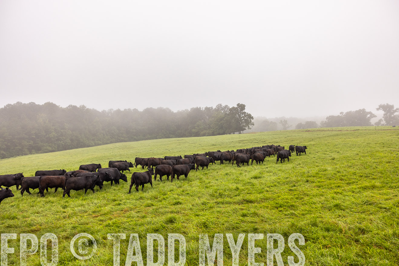 TMyers_PP_SleepyCreekFarm_Forsyth_July2024-514530