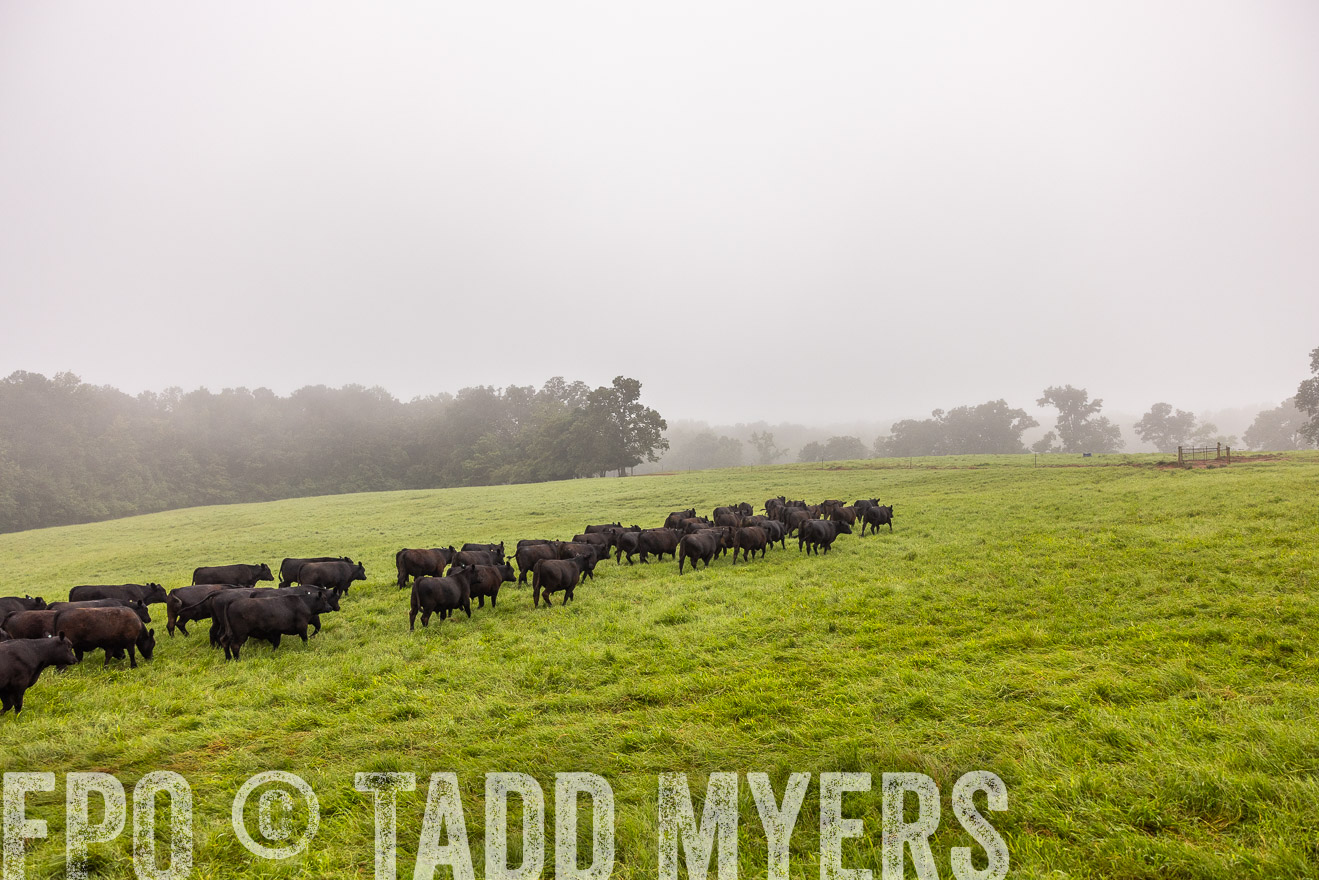 TMyers_PP_SleepyCreekFarm_Forsyth_July2024-514540